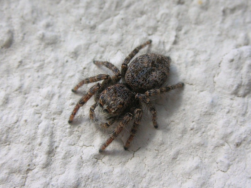 Giovane Philaeus chrysops - Brescia